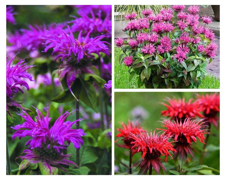 Саженцы цветов трав квіти любисток хоста флокс деревій