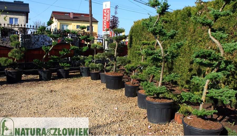 Thuja Aureospicata 80cm BRABANT 70 Szmaragd 65cm  PRODUCENT Śląsk Tuja