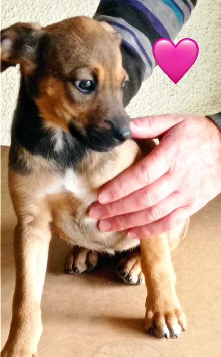 Bebés para adoção responsável 
Bebés para adoção responsável