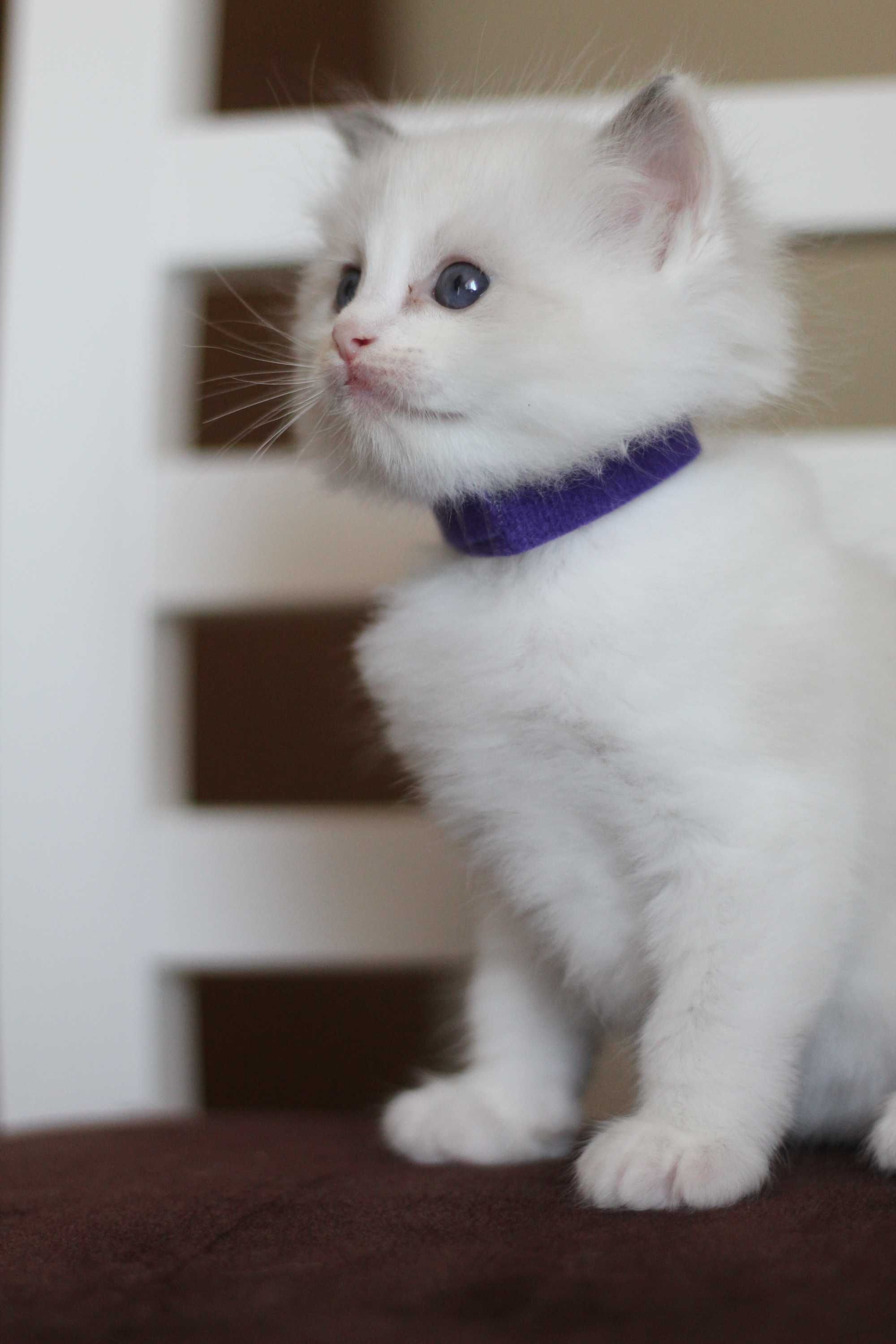 Ragdoll kocurek Frascati – rodowód WCF, kastracja, badania, wyprawka