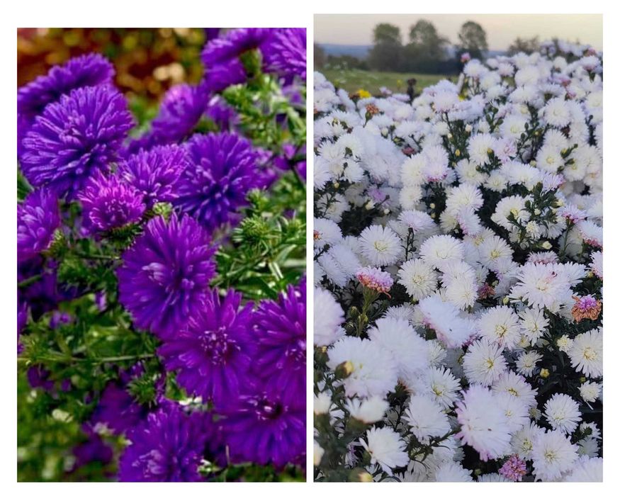 Саженцы многолетних цветов астра омашка колокольчик гелениум