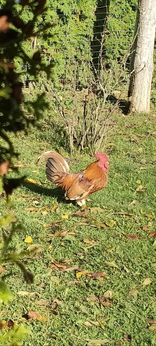 Kogótki i liliputki