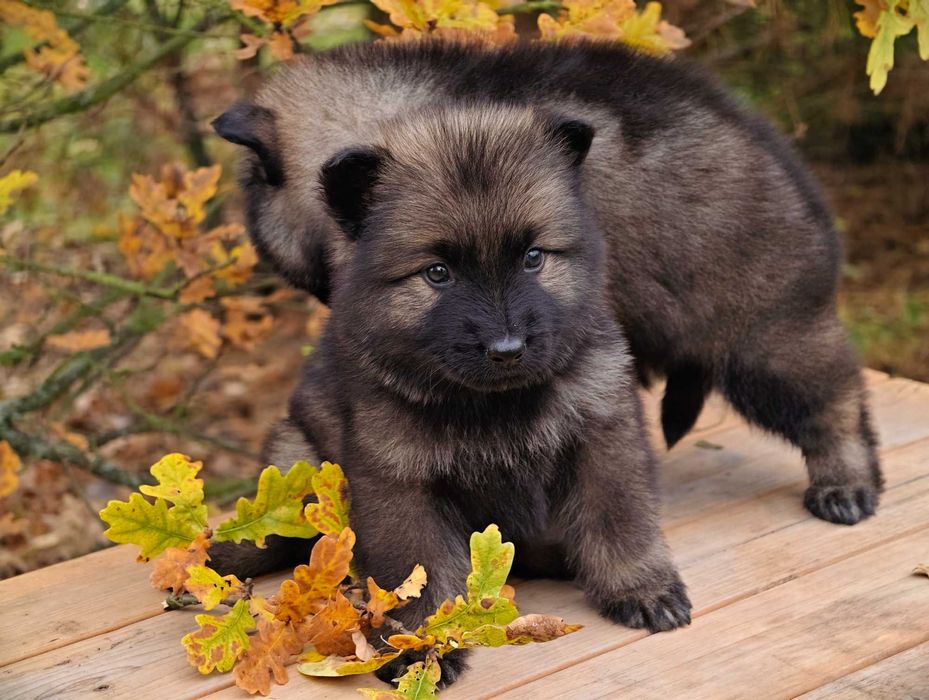 OWCZAREK STARONIEMIECKI Najmocniejszy srebrny pies, świetni rodzice!