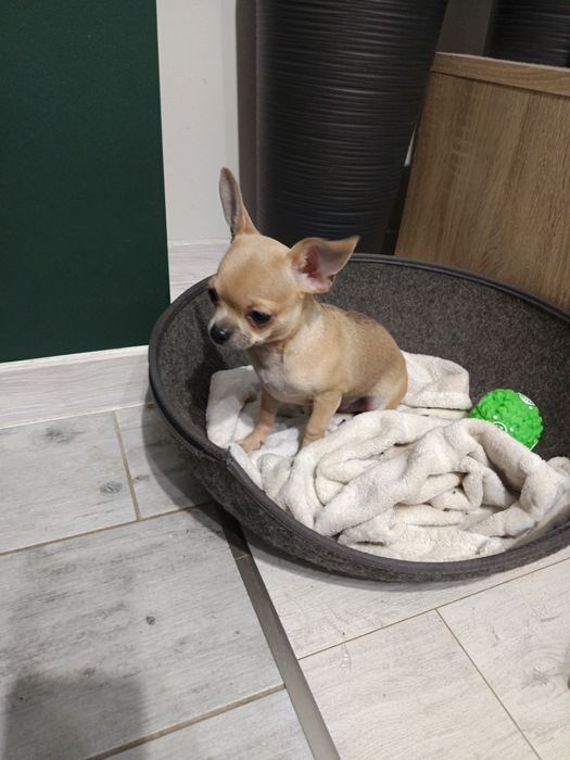 Sprzedam chihuahua
