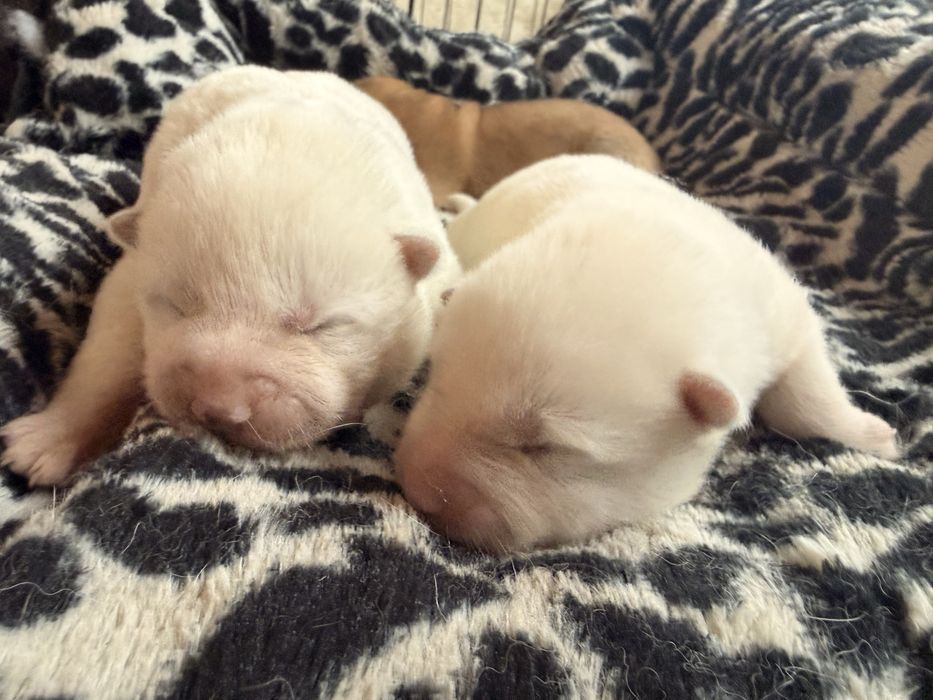 Akita Japońska (Inu )