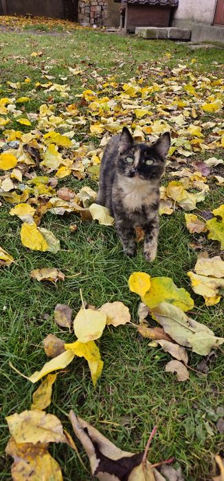 Віддам у добрі руки