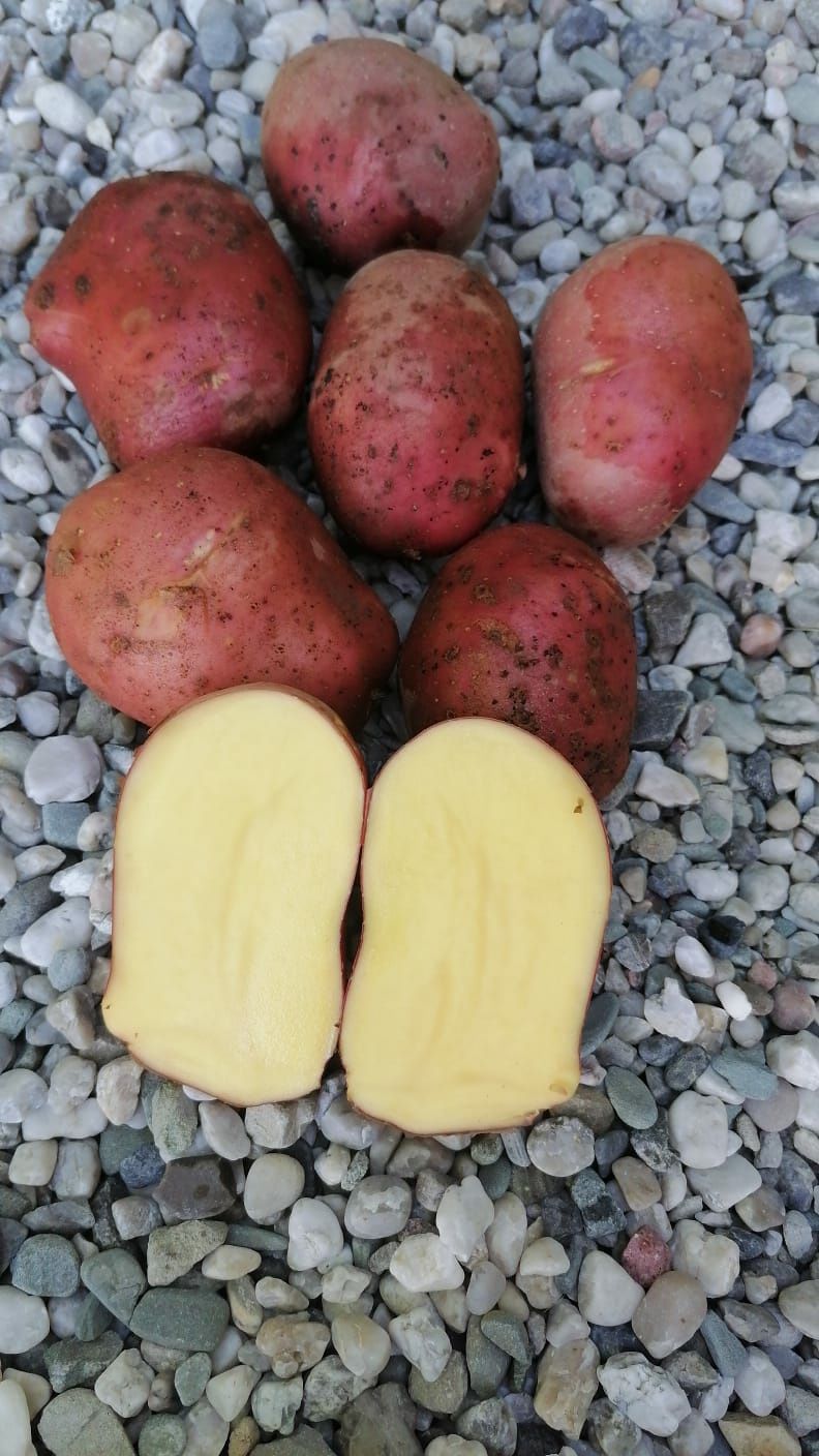 Ziemniaki czerwone odmiana RED SONIA