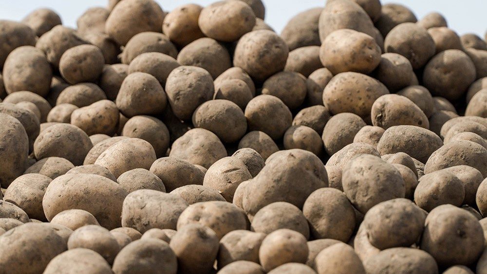 Обменяю  картоплю чи продам ,обмін на пшеницю,кукурудзу,,ячмінь