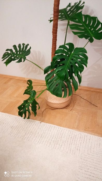 Kwiat duży Monstera