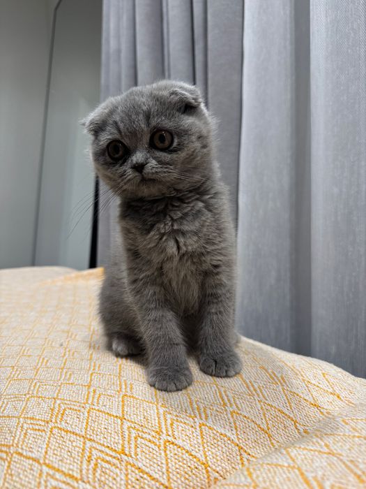 Gatinha Scottish fold