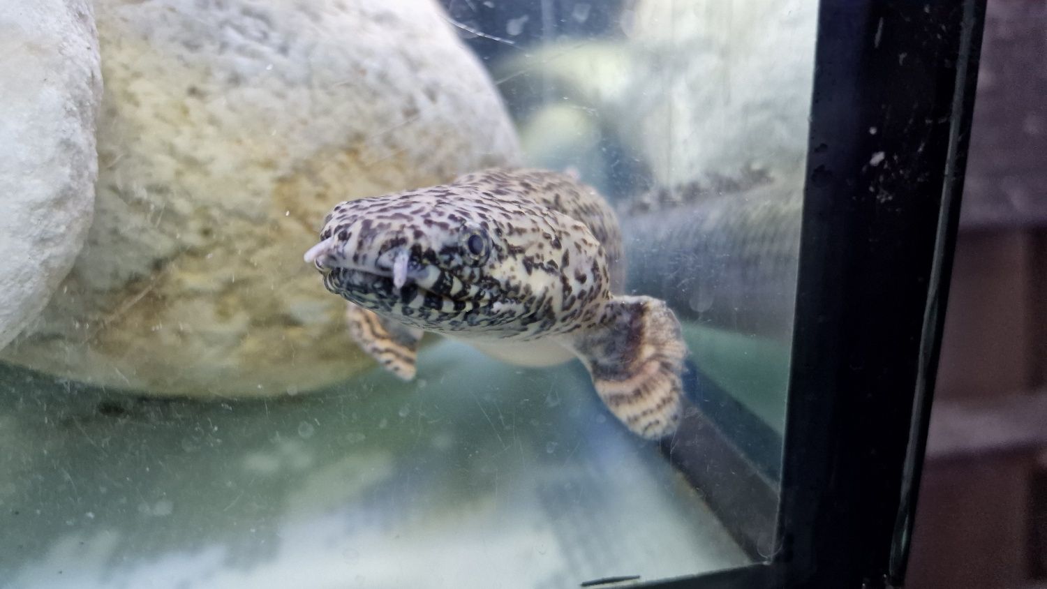 Polypterus ornatipinnis +25 cm