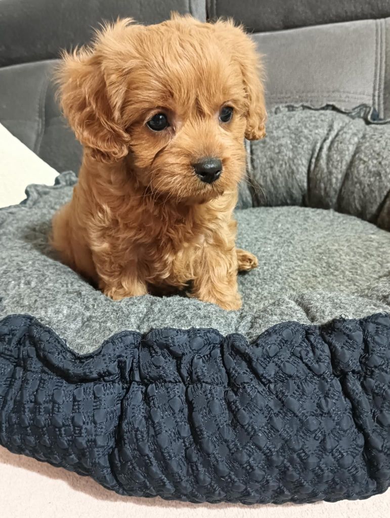 Śliczny piesek  Cavapoo
