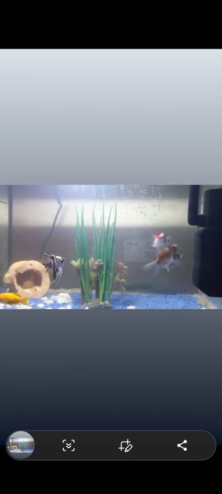 Aquario com peixes de agua fria
