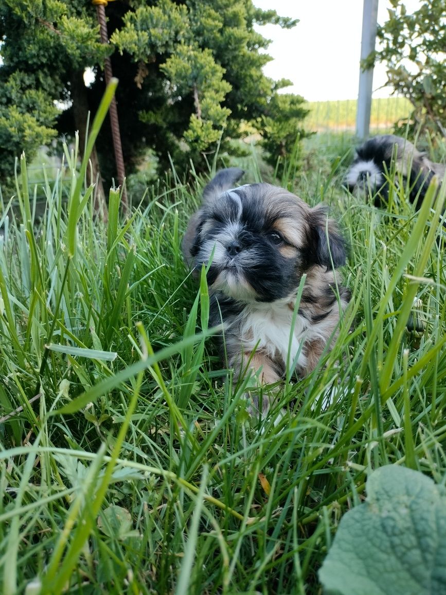 Suczka shih TZU do rezerwacji