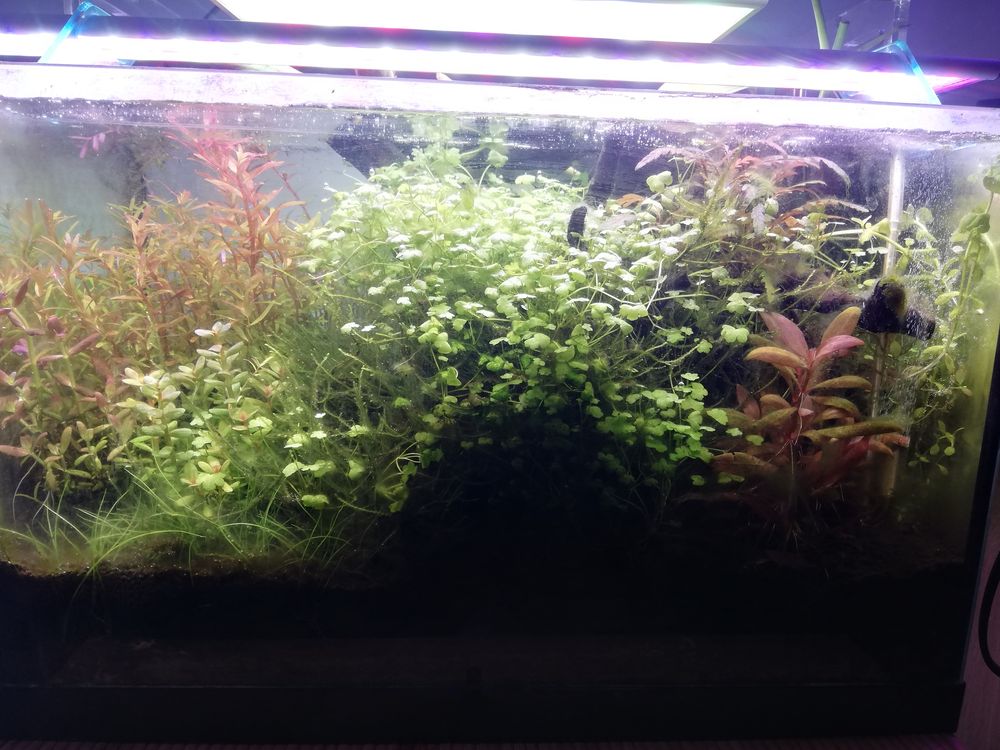 Akwarium 25l z strefa nadwodna