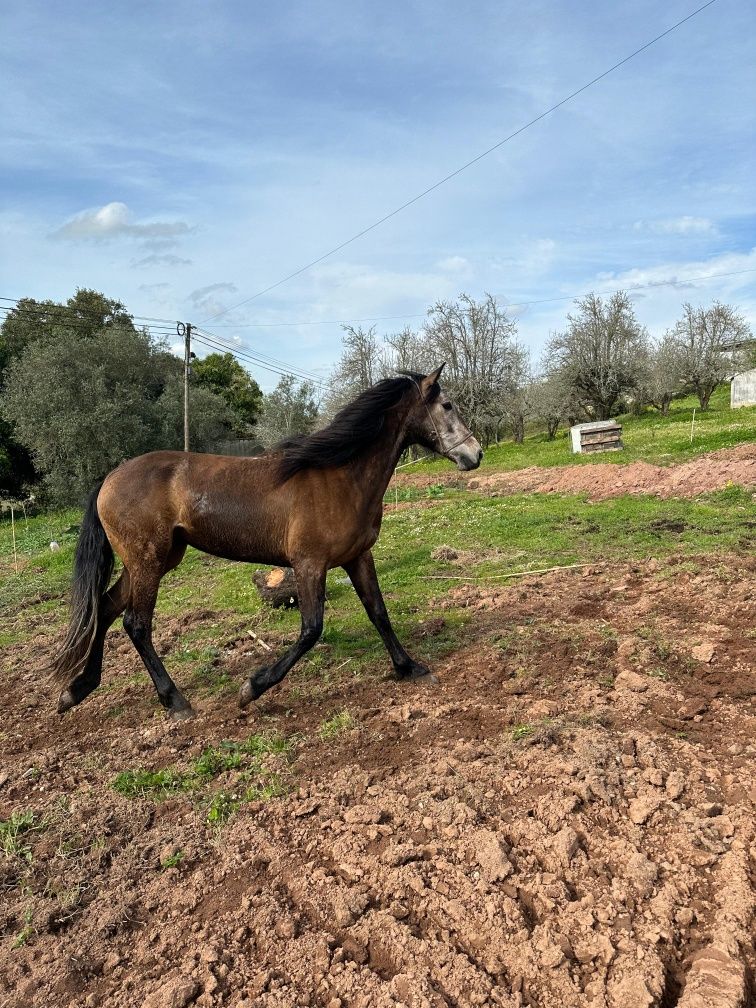 Cavalo novo castrado