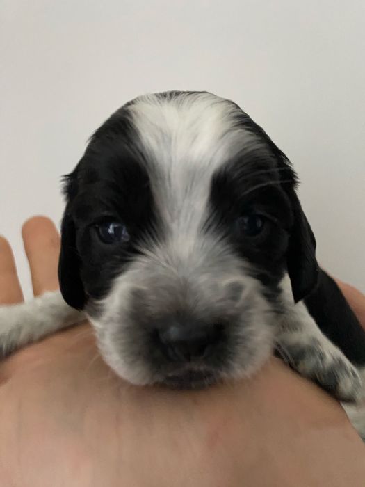 Бронь цуценят спаніеля