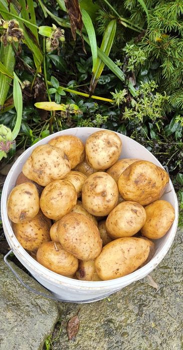 Картопля домашня є і насінева.