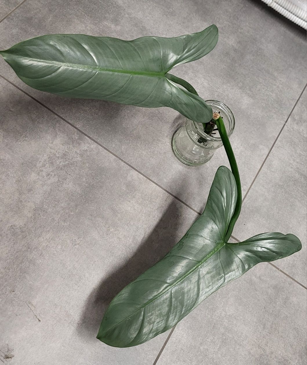 Philodendron silver queen