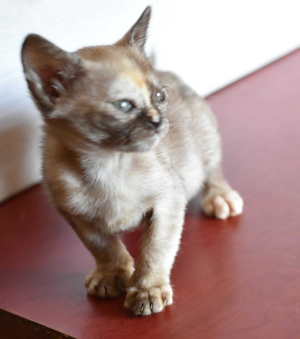 Бурманский котенок девочка для вас