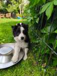 Border Collie Czarno Biała Suczka