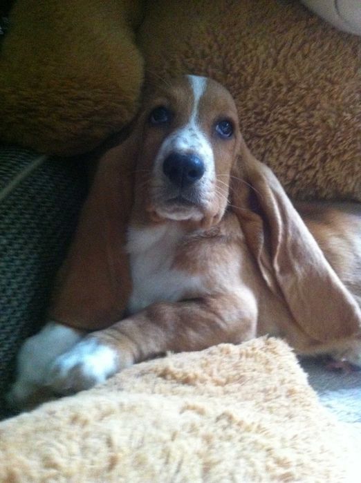 Basset hound urocza suczka   - REZERWACJA -