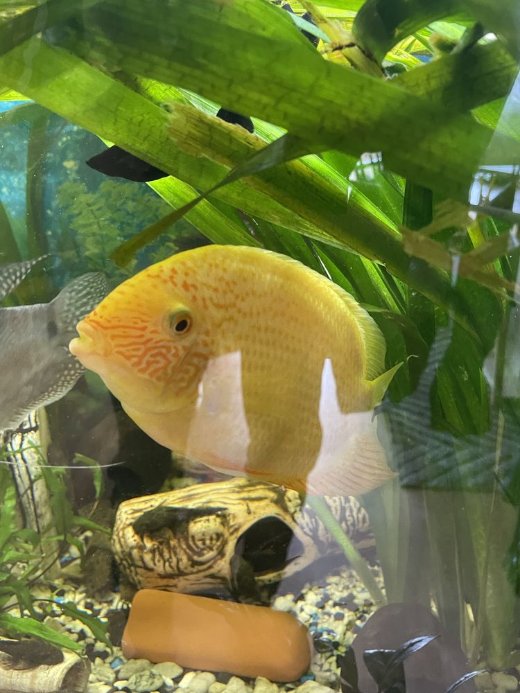 Pielegnica severum