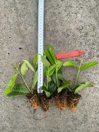 Laurowiśnia Rotundifolia 5-15 cm Sadzonka Kielce Wysyłka