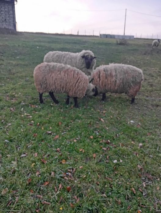 Sprzedam owce czarnogłówki