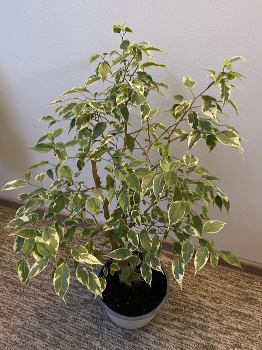 Вазонок Заміокулькас,Фікус Бенджаміна