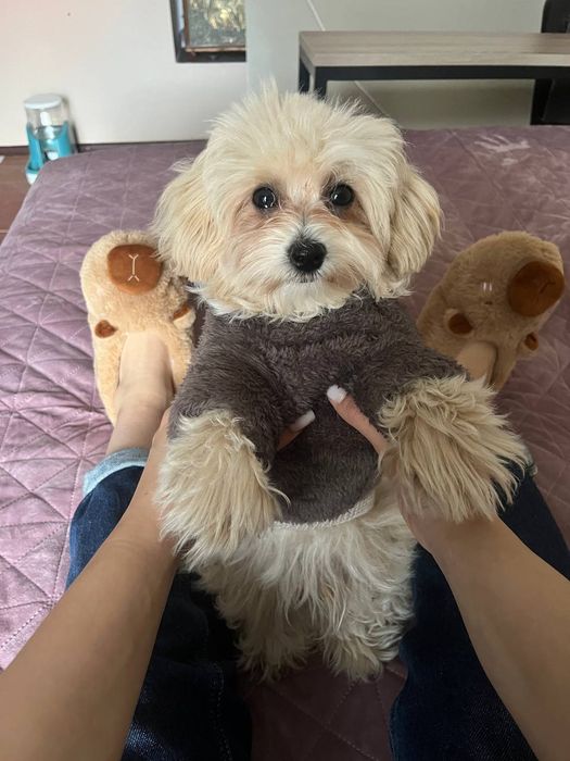 Мальтипу F1 эксклюзив.