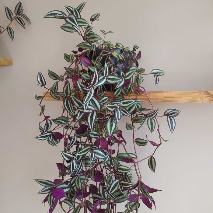 Trzykrotka roślina doniczkowa kwiat zwisający