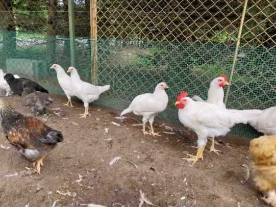 Kury kogut Leghorn kura para
