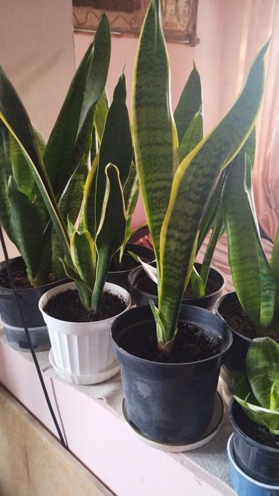 Хойя,санси каланхое.