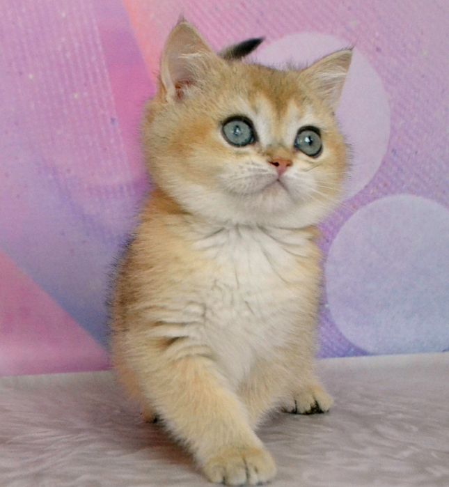 Британська дівчина красуня золота шиншила