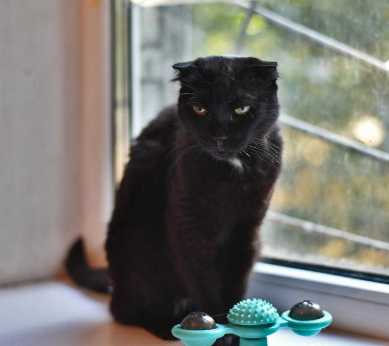 Друге життя  для Аліси