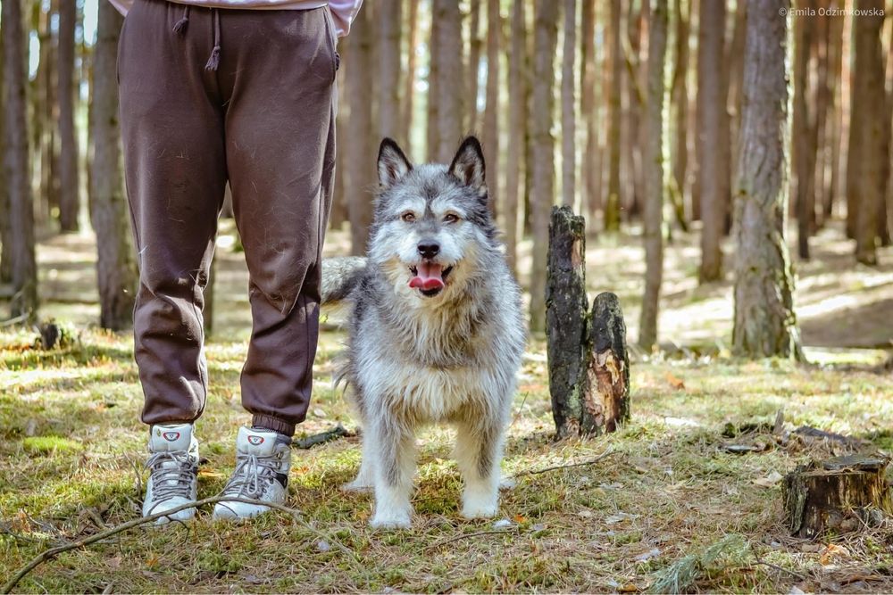 Frotka- cudowna wyjątkowej urody suczka do adopcji- podaruj dom