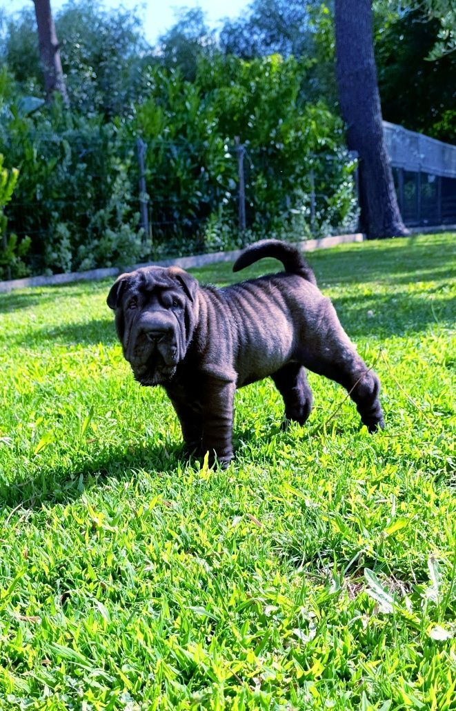 Shar pei... Bebes sharpei