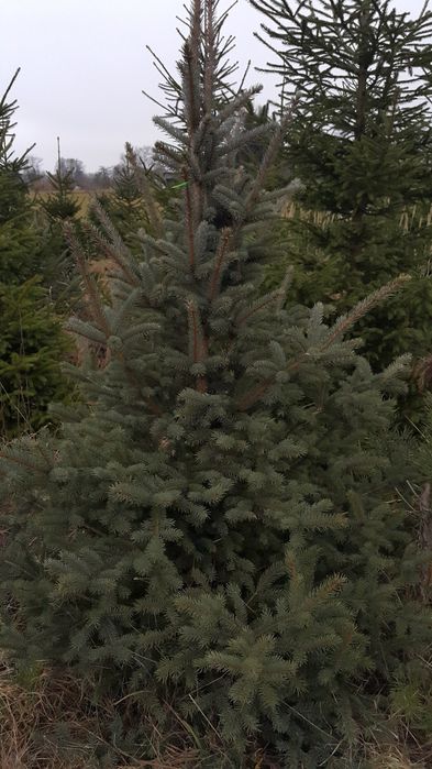 Choinki, srebrne i pospolite, plantacja