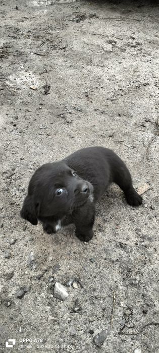Pieski i suczki matka labrador
