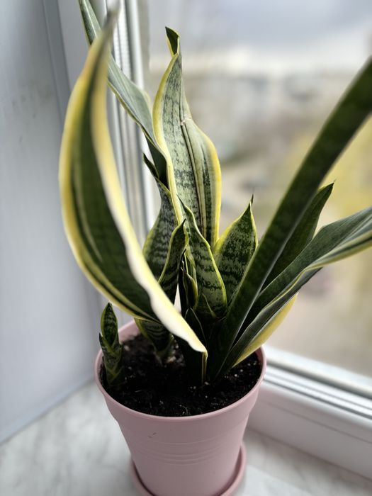 Продам сансев’єрію в горшках.