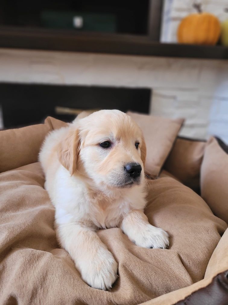 Golden Retriever piesek