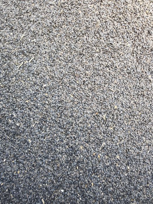 Słonecznik czarny dla ptaków suszony tegoroczny