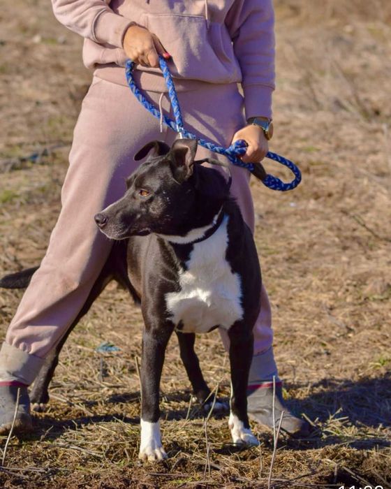 DEJMAN - 4-5 lat unikalny, przyjazny pies uratowany w Bułgarii