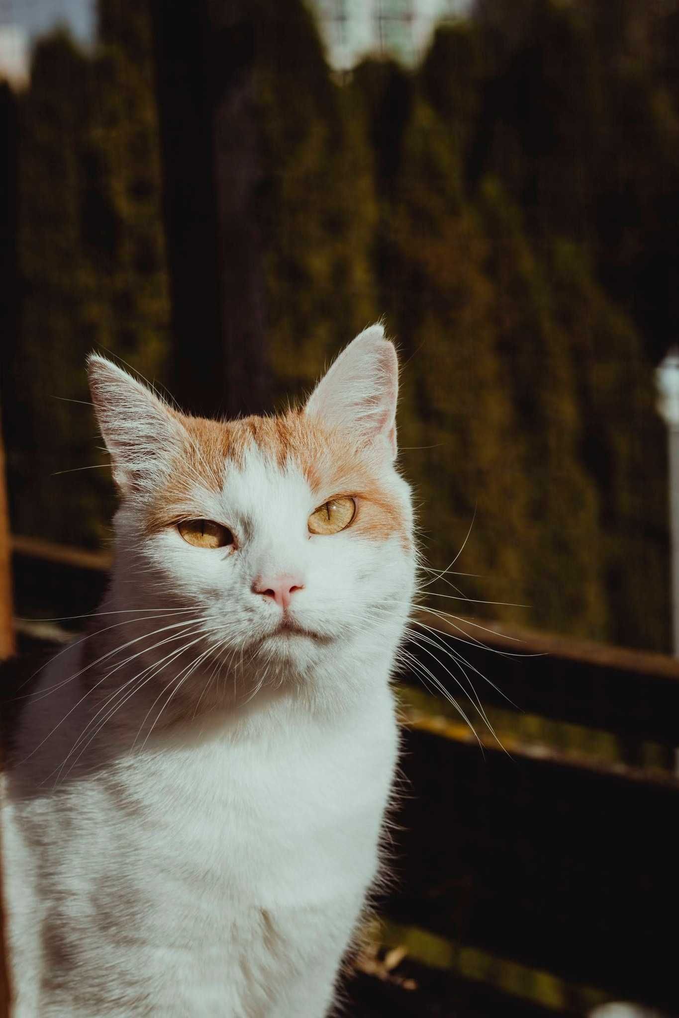 Urocza kotka FeLV+