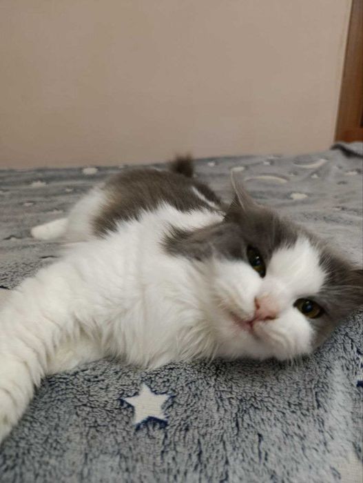 Шукаю дім для котика безплатно