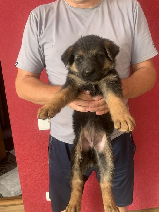 Продам цуценят Німецької вівчарки