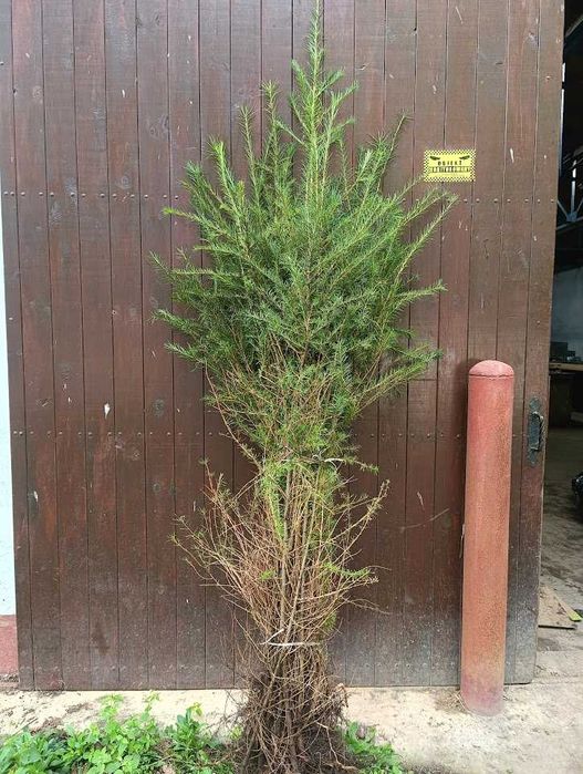Modrzew 100 cm 130 cm sadzonki