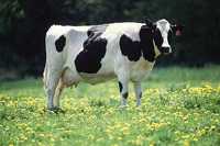 Продам Молочну корову
