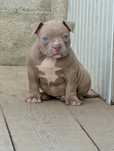 American bully suczka